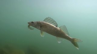 Shoreline Fishing for Walleye in Washington [upl. by Essirehs]