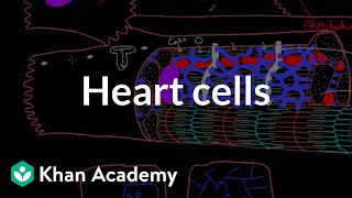 Heart cells up close  Circulatory system physiology  NCLEXRN  Khan Academy [upl. by Reina998]