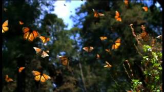 Watch Millions of Monarch Butterflies in Hidden Grove  Nature on PBS [upl. by Naedan145]