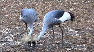 Tanzende Kraniche im Frühling  Dancing Cranes in Springtime [upl. by Aldarcy330]