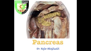 Anatomy of Pancreas [upl. by Gareth285]