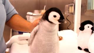 A monthold 2pound emperor penguin gets feeding [upl. by Lehcsreh]