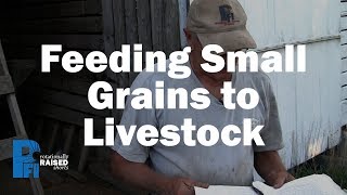 Feeding Small Grains to Livestock [upl. by Edina]