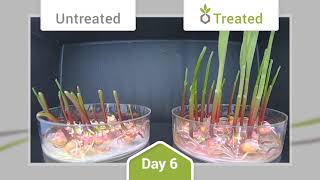 NutriplantCytozyme Time Lapse of Treated Seeds [upl. by Lin]