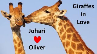 Johari and Oliver ❤️ Giraffes in Love [upl. by Ilrebmik860]