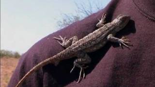 Reptile  Lizard Texas Spiny Lizard [upl. by Jacklyn]