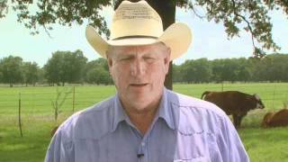 Cattle Handling Tips Moving Bulls [upl. by Crockett]