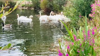 Wanstead Flats London uk  Late summer [upl. by Lauritz]