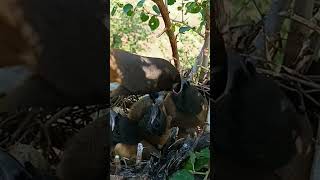 Rufous treepie bird babies P 4 shorts [upl. by Uzial]