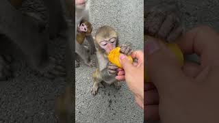 The little monkey ate voraciously and became hungry [upl. by Lithea]