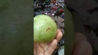 Green Caimito Philippines exoticfruitplants Buah Kaimito Hijau [upl. by Yorgo688]