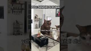 Ada yg pernah kek gini gk kucing povkucing subscribe [upl. by Naejarual]