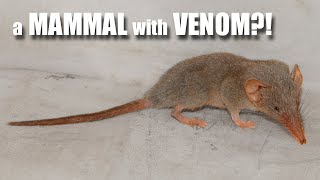 Shrew Facts a VENOMOUS MAMMAL  Animal Fact Files [upl. by Kelwen]