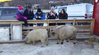 Gisle gris får damebesøk på Hakallegarden [upl. by Nylodnew]