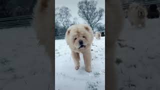 Snow day for the Chow Chows [upl. by Ees842]