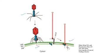 Lecture 7 M13 Bacteriophage [upl. by Asek]