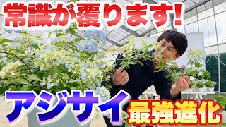 【最新！】育てやすくたくさん咲く最強進化系アジサイ！ラグランジアの育て方【2024最新品種も紹介】【ガーデニング】【あじさい】【紫陽花】【園芸】 [upl. by Luapnaes]