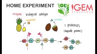 Home Experiment 4 DIY Assess Protease Activity in Fruits with the Team from Stockholm [upl. by Nimaynib559]