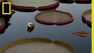 NightBlooming Water Lily  National Geographic [upl. by Oicnerolf]