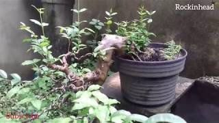 Bonsai lohansung dewandaru anting putri [upl. by Sito]