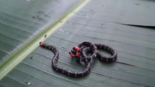 RedTailed Coral Snake Micrurus mipartitus tail display [upl. by Earvin]