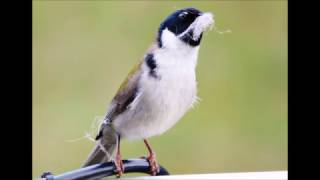 Black Headed Honeyeater call [upl. by Carlotta384]