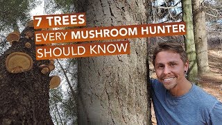 7 Trees Every Mushroom Hunter Should Know [upl. by Janey796]