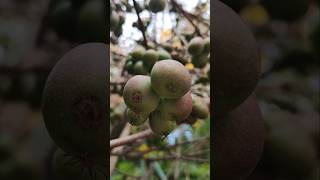 Gesunde Zwergkiwi 🥝 Kiwi Actinidia arguta Ernte Früchte im Oktober [upl. by Severen]