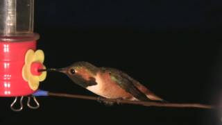 Allens Hummingbird Sounds  realtime clips with raw audio 2 V11460 [upl. by Mueller]