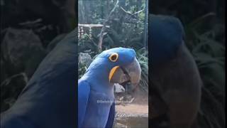 The most adorable parrots videos😍❤️ [upl. by Zetrom572]