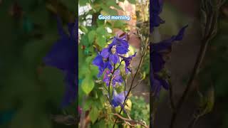 Delphinium 🥰 and Ipomoea 😅 [upl. by Walls]