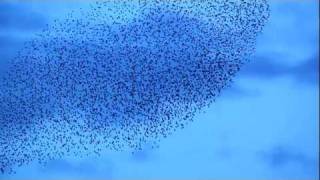 Hawk attacks Starling Murmuration  Swarm over fields [upl. by Siwel]