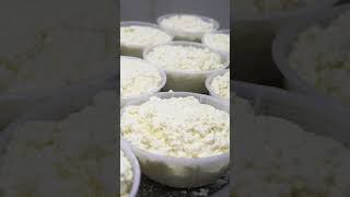 Fun Making Ricotta [upl. by Hurff]