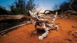 Diabo Espinhoso UM LAGARTO COM CABEÇA FALSA PRA ENGANAR PREDADORES moloch horridus thorny devil [upl. by Flan663]