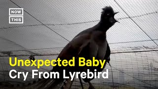 Lyrebird Mimics Baby Crying [upl. by Alva767]