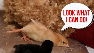 10 adorable things your baby chicks do if you just pay attention [upl. by Tatum]