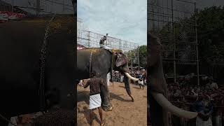 1061  Erattupetta Ayyappan 🐘 elephantvideo ആനച്ചന്തം [upl. by Sardella]