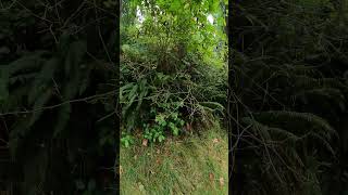 Rhododendron growing with natural surroundings palmtree [upl. by Laden]