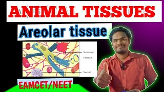 Areolar tissueareolar connective tissue by sagar zoology SAGAR12695 [upl. by Heyde]