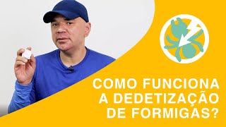 Como funciona a dedetização de formigas [upl. by Hulburt]