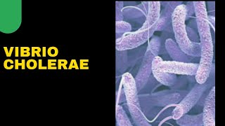 VIBRIO CHOLERAE  Cholera  microbiology  WIDAL TEST  cultural characteristics [upl. by Erlene889]