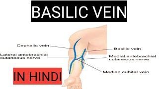 Basilic vein in hindi  upper limb vein  anatomy  by charsi [upl. by Tlaw461]