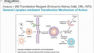 293 In Vitro Transfection Reagent [upl. by Thorn279]