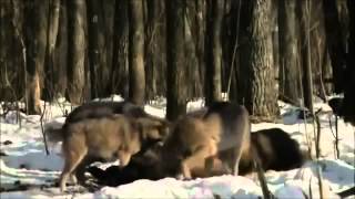 ▶ Radioactive Animals In Chernobyl Mutations Full Documentary [upl. by Jayne]