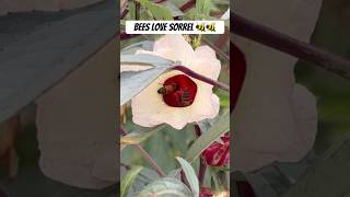 Did you know sorrel fruit is a flower trending sorrel nature bee viral jamaica [upl. by Harli]