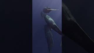 Togetherness Deep Whale Cuddle Puddle 🐋💫🦈🌊shorts youtubeshorts shortsfeed shortvideo viralvideo [upl. by Drisko299]