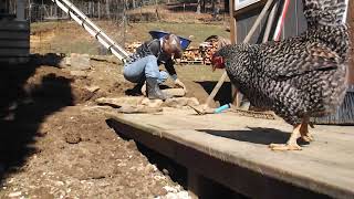 Pigeon Loft Landscaping Dry Stone Walls and Path [upl. by Ennadroj]