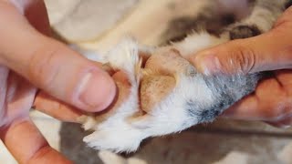 What To Do If Puppy Paws CRACK  a fast solution [upl. by Theressa]