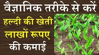 हल्दी की वैज्ञानिक खेती एक एकड़ जमीन से 8 महीने में करोडो कमाई  turmeric farming  haldi kheti [upl. by Sunny]