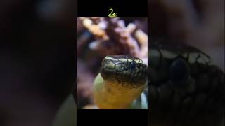 WORLDS DEADLIEST SEA SNAKE 10x More Venomous than Normal Snakes Wild Animalsshorts [upl. by Ardath]